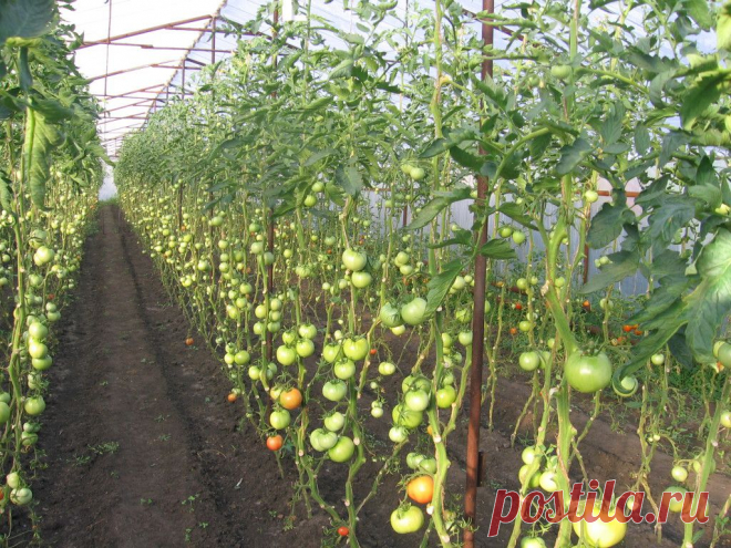 Болезни томатов (помидор) | GrowLife.ru