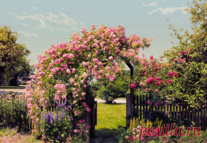 Фотообои на стену «Розовые цветы в саду». Komar 8-936 Rose Garden