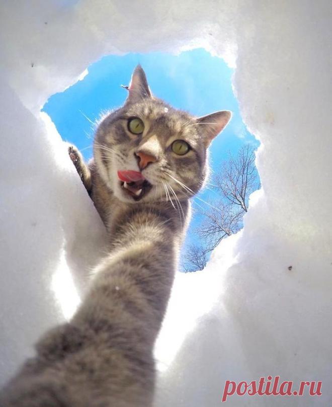 Мэнни — кот, который делает селфи круче, чем вы