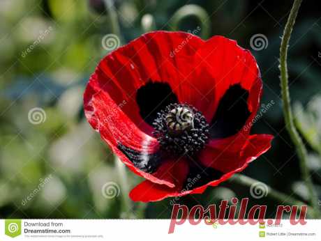 Papaver commutatum - Ladybird poppy Papaver Commutatum - Ladybird Poppy - Download From Over 66 Million High Quality Stock Photos, Images, Vectors. Sign up for FREE today. Image: 90319272