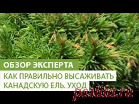 Ель Пицея глаука коника: уход в домашних условиях, фото сизой елки в горшке, посадка picea glauca conica дома, видео