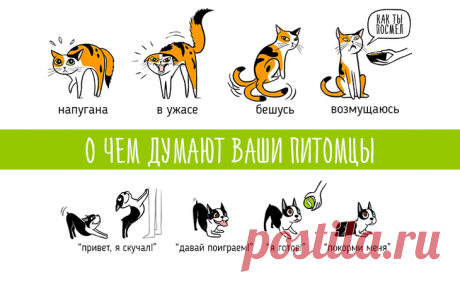 Что хотят вам сказать домашние любимцы