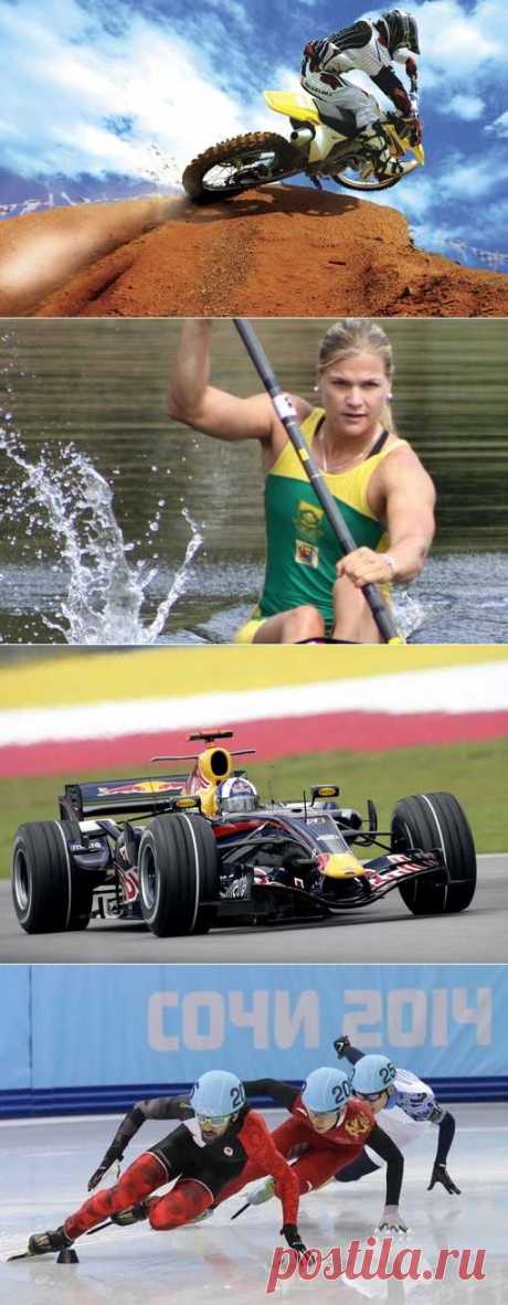 Гольф, Стрельба из лука, Бильярд, Подводное фотографирование. (1/1) - Спортивный форум. - Спортивный сайт