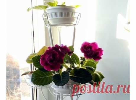 Мой метод подкормки комнатных растений зимой, чтобы они цвели дольше - Моя дача