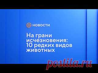 На грани исчезновения: 10 редких видов животных
