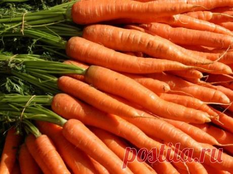 Мои секреты получения суперурожая моркови