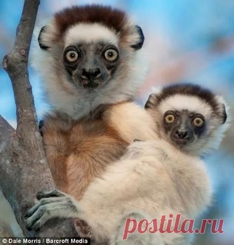 Прыгающие лемуры Мадагаскара - Путешествуем вместе