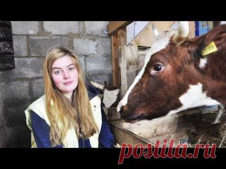 Доильный Аппарат. Дойка. Стойло. Коровник. Содержание КРС