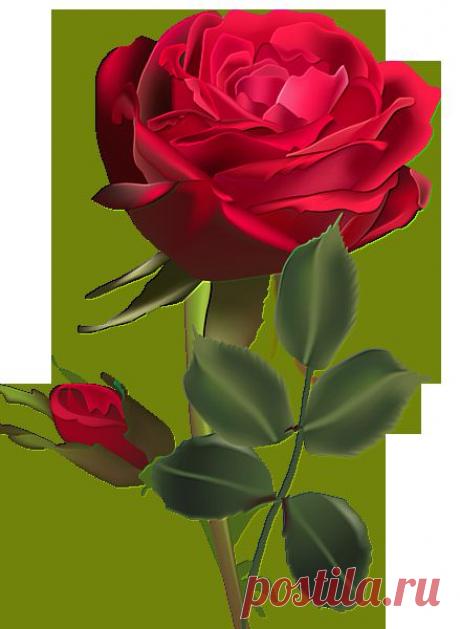 роза