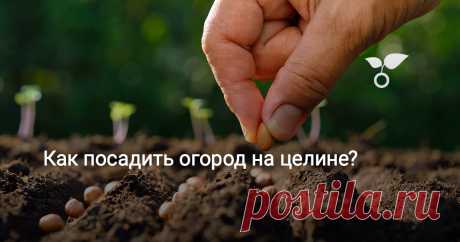 Как посадить огород на целине? Как вырастить овощи на небольшом садовом участке, не перекапывая и не перепахивая почву?