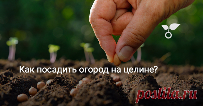 Как посадить огород на целине? Как вырастить овощи на небольшом садовом участке, не перекапывая и не перепахивая почву?