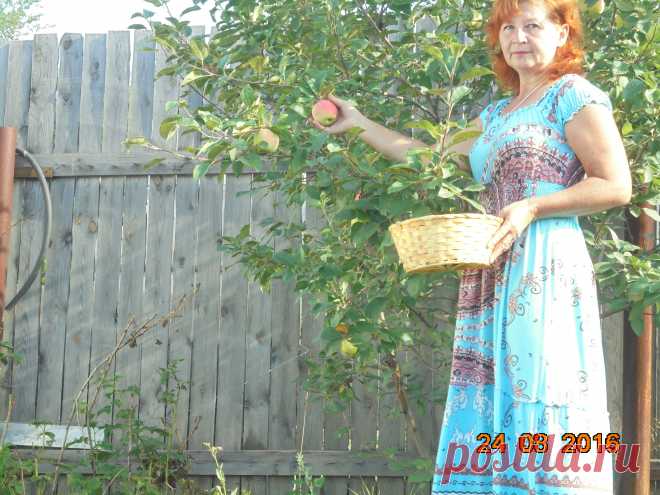 Яблоки поспели