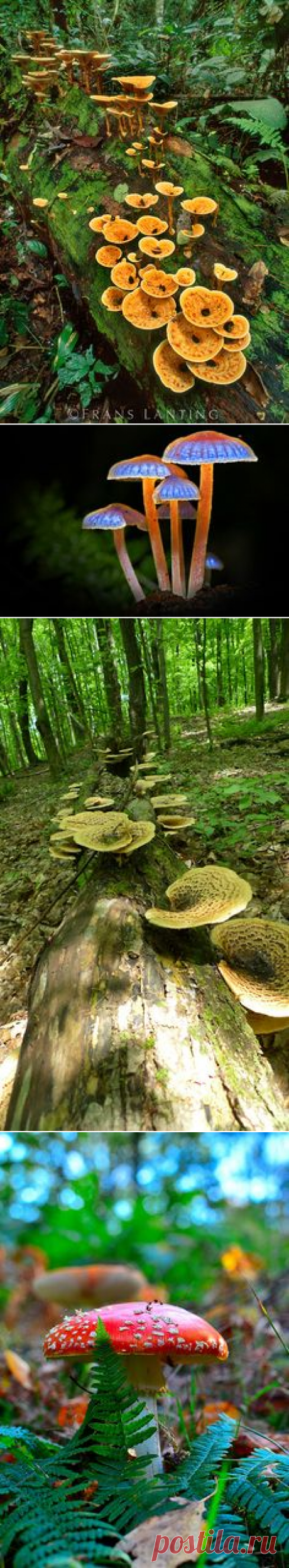 (1194) **Mother Nature's way of feeding her forests. Mushrooms, moss and and old log work so well together. Amazon rainforest ~ Cup fungus on log, Manu …