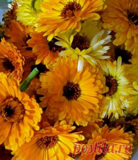 Calendula