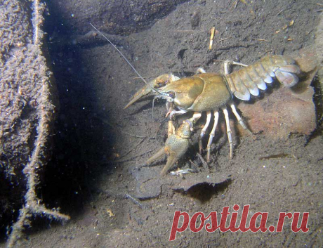 раки рачки крабы: 30 тыс изображений найдено в Яндекс.Картинках