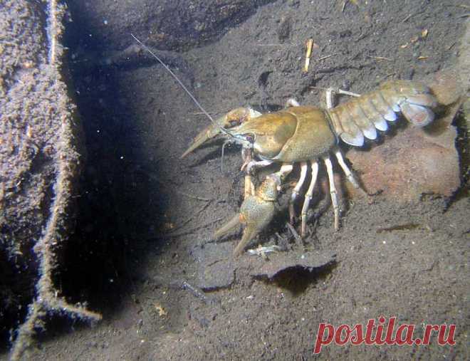 раки рачки крабы: 30 тыс изображений найдено в Яндекс.Картинках