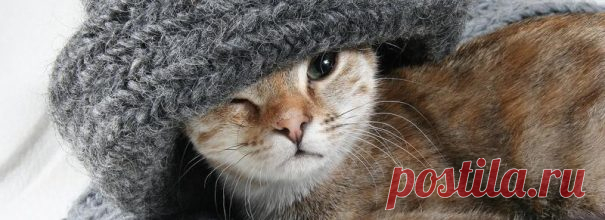 Как убрать шерсть с одежды, в том числе кошачью и без ролика