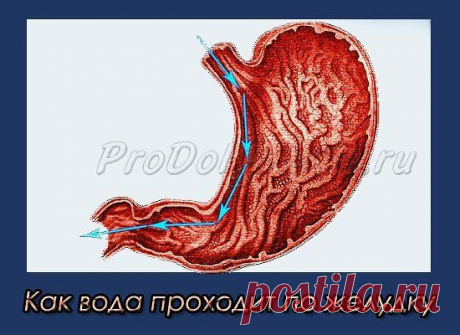 САМЫЙ ПРОСТОЙ СЕКРЕТ ДОЛГОЛЕТИЯ