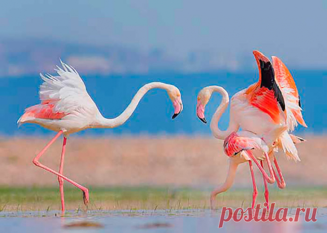 флора и фауна танзании – Google Поиск