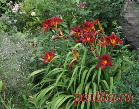 Сентябрьские хлопоты в огороде — 6 соток