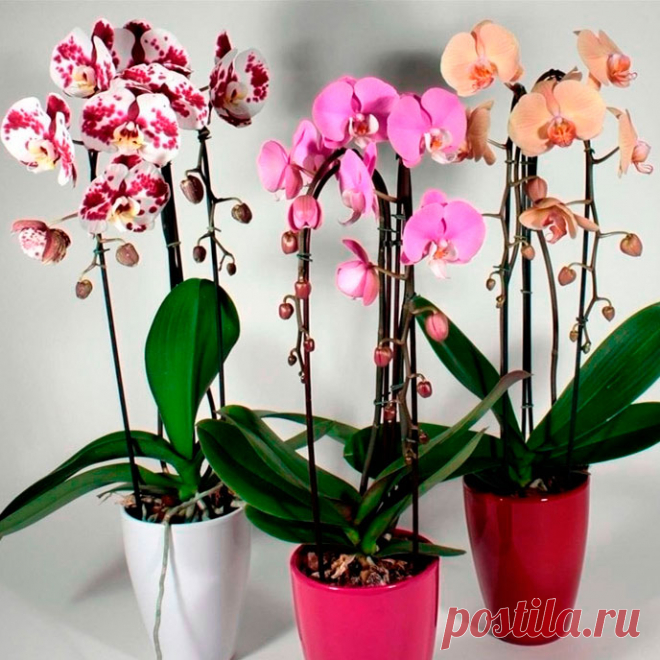 Комнатное растение Онцидиум (Oncidium). Название рода намекает на бугорки цветковой "губы" у орхидей этой группы (греч. onkos - "бугорок" и eidos - "вид", "подобие"). Наиболее неприхотлив онцидиум извилистый (O.flexuosum). Его высота невелика - до 20 см. Цветение с апреля по октябрь.