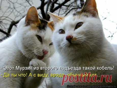 Котоматрица: Лучшие за январь 2017