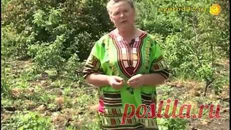 Как избавиться от мучнистой росы на крыжовнике?