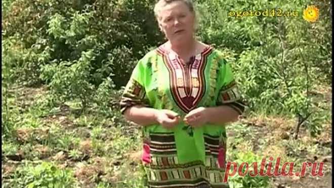 Как избавиться от мучнистой росы на крыжовнике?
