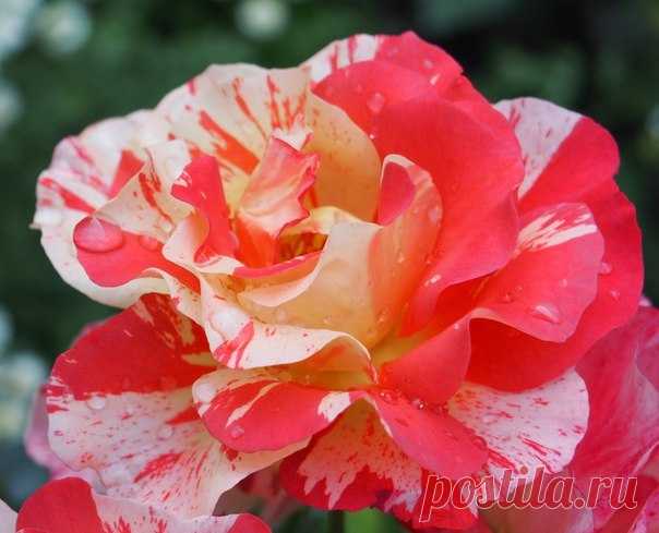 КАКОЙ СЕГОДНЯ ПРАЗДНИК? 22 Февраля 2016 г. – Понедельник • День приманивания хорошего настроения • Международный день поддержки жертв преступлений 26 лет • День кошки - Япония • День работника землеустройства, геодезии и картографии - Кыргызстан • День независимости - Сент-Люсия • Именины у Геннадия, Иннокентия, Никифора, Панкратия