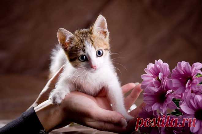 () Facebook
