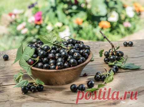 Обрезка черной смородины "По-мичурински": на 35 % больше урожая | Идеальный огород | Яндекс Дзен
