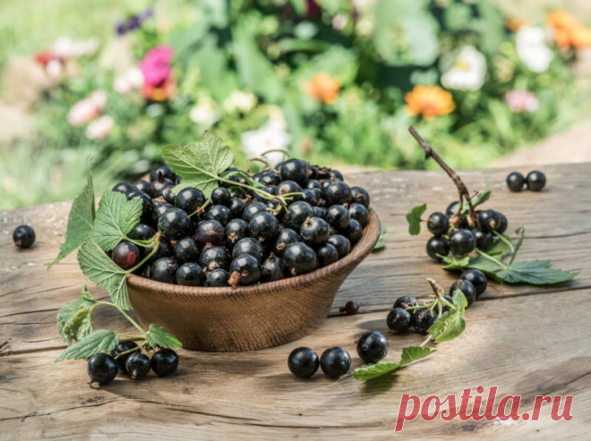 Обрезка черной смородины 