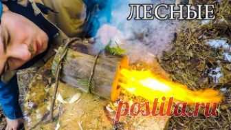 7 ПРОСТЫХ СОВЕТОВ ДЛЯ ЛЕСА 

https://www.youtube.com/watch?v=cwuvxV-z3cg