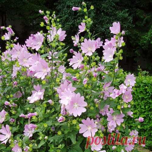 О просвирнике кудрявом | Друг пенсионера
Хотелось бы рассказать о просвирнике кудрявом.
Просвирник кудрявый — это растение из семейства мальвовых до 3 м высотой с крупными гоф­рированными листьями и многочисленными белыми цветками.