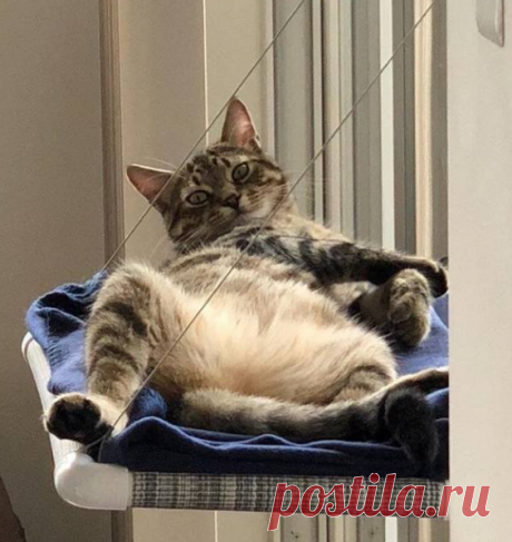 "Потому что я кот": юмористические фото, которые показывают сущность этих животных)) | Забавные питомцы | Яндекс Дзен
