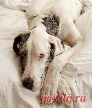 Great Dane