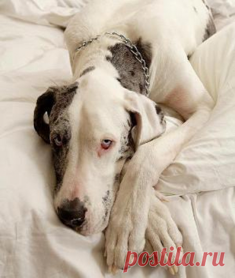 Great Dane