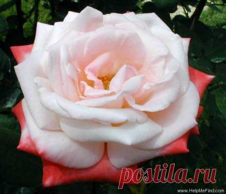 'Tan Cho' Rose Photo | Rosas
