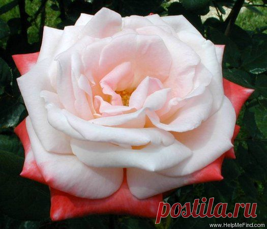 'Tan Cho' Rose Photo | Rosas