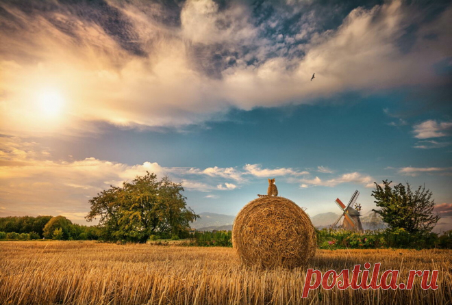 ЮМОР ФОТОПАНОРАМА. ЧАСТЬ ВТОРАЯ | Калейдоскоп новостей | Яндекс Дзен