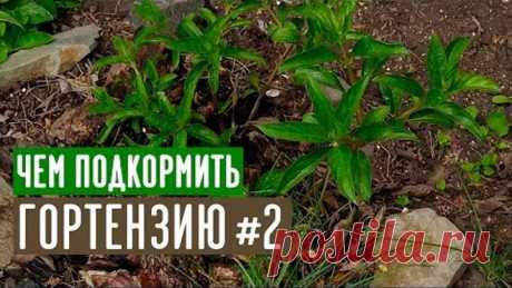 Любимые органические подкормки гортензии / Садовый гид