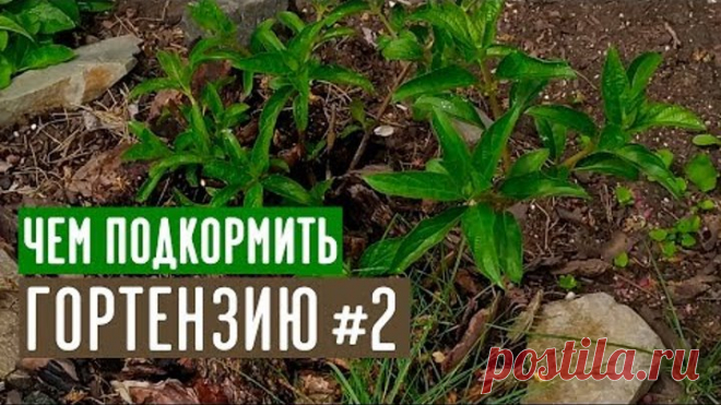 Любимые органические подкормки гортензии / Садовый гид