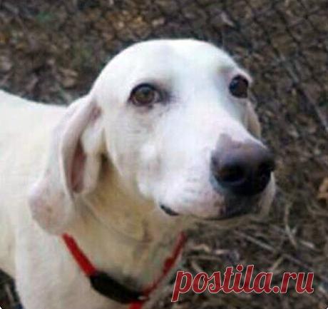 Эта собака 11 раз возвращалась обратно в приют, пока его работники наконец не осознали причину