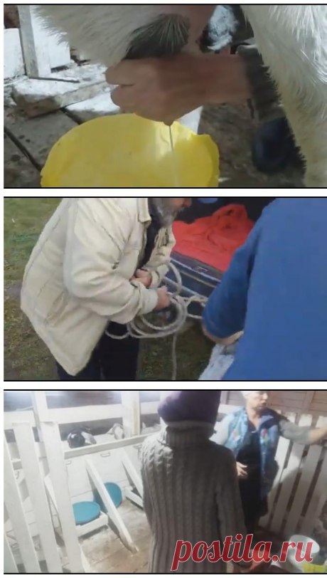 Козу не продам!!!!! кому попало&amp;#8230;&amp;#8230;только любе подписчице нашего канала &amp;#8212; Усадьба Белая Коза &amp; #8230;&amp&amp;&amp;...
Просматривайте этот и другие пины на доске Усадьба "Белая коза" пользователя Усадебка Белая коза.
Теги