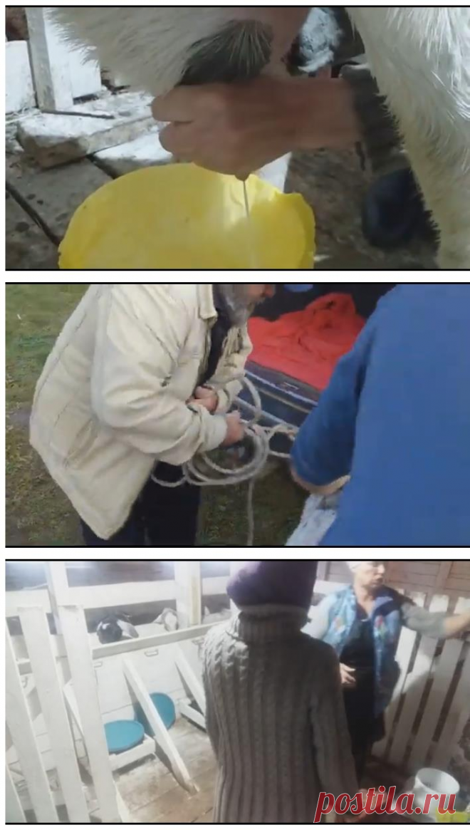 Козу не продам!!!!! кому попало&#8230;&#8230;только любе подписчице нашего канала &#8212; Усадьба Белая Коза & #8230;&&&...
Просматривайте этот и другие пины на доске Усадьба 