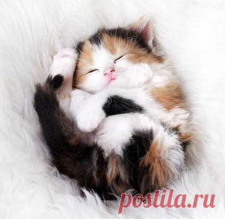 Catasters • &quot;It’s so fluffy, I’m gonna die!!”