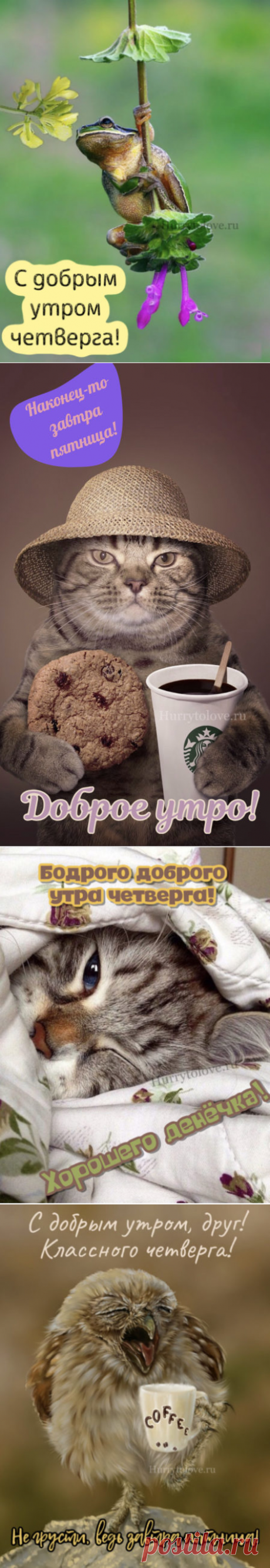 Картинки доброе утро четверга: красивые и прикольные открытки с надписями