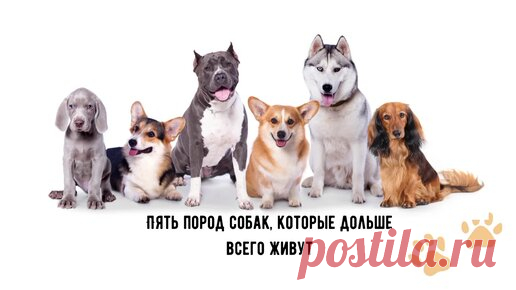 Породы собак-долгожителей. В принципе нечему удивляться. | Корги Хантер и К* | Дзен
