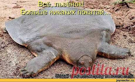 камбалой придётся побыть...но больше не повезу....