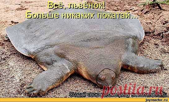 камбалой придётся побыть...но больше не повезу....